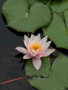 水中绽放的美丽粉色睡莲