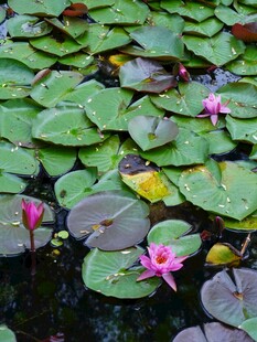 池塘中的粉色睡莲与荷叶