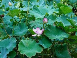 荷塘中的粉嫩荷花