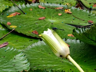 出水荷花与荷叶