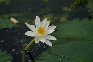 白色睡莲绽放于绿叶间