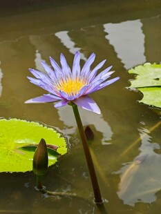 水中绽放的美丽紫色睡莲