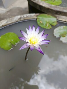 水中绽放的美丽紫色睡莲