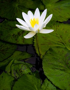 水中白睡莲绽放