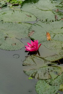 水中绽放的娇艳粉色睡莲