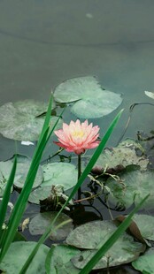 水中绽放的娇艳粉色睡莲