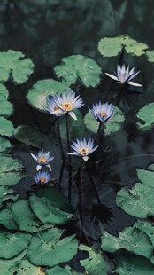 水中绽放的美丽睡莲