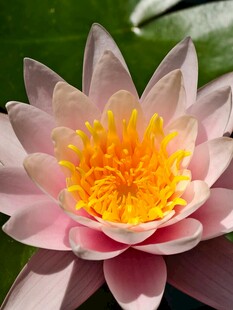 粉色娇艳睡莲绽放