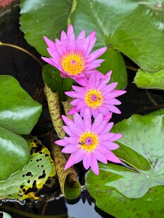 水中绽放的美丽粉色睡莲