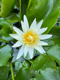 白色睡莲绽放于绿叶间