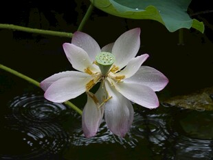 水中绽放的美丽白荷花