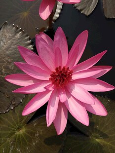 娇艳粉色睡莲绽放