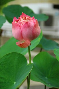 娇艳盛开的粉色荷花