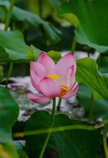 娇艳荷花绽放于绿叶间