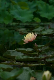 水中绽放的美丽睡莲