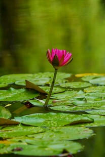 水中绽放的娇艳粉色睡莲