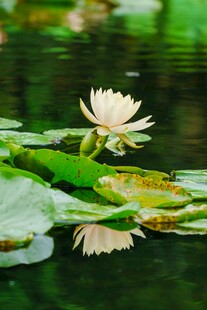 水中白睡莲与翠绿莲叶