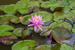水中绽放的娇艳粉色睡莲