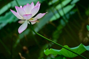 绽放的柔美粉荷花