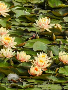 盛开的粉色睡莲