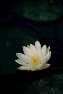 水中绽放的洁白睡莲