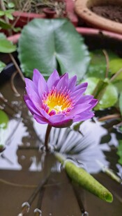 紫色睡莲绽放于水面