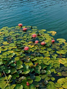 湖面上的睡莲与莲叶