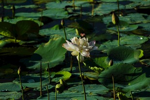 水中绽放的美丽白荷花