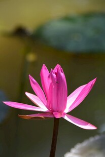 娇艳绽放的粉色荷花