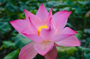 娇艳盛开的粉色荷花