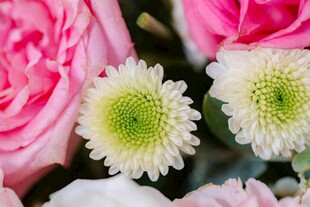 多彩花卉组合绽放美丽