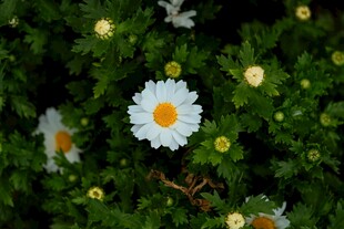 白色雏菊绽放于绿叶间