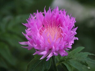 娇艳粉色花朵特写