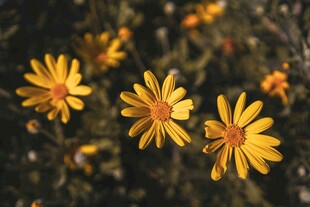 绽放的黄色小野花