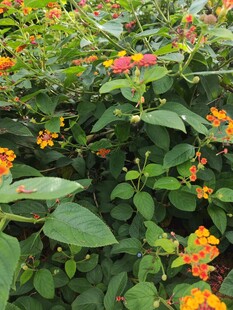 多彩花卉绽放绿意间