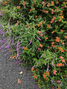 路边多彩繁茂的花卉植物