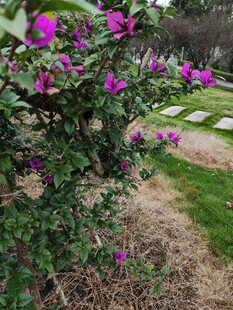 绽放的紫色花丛