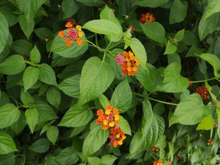 绿叶间的橙红果实