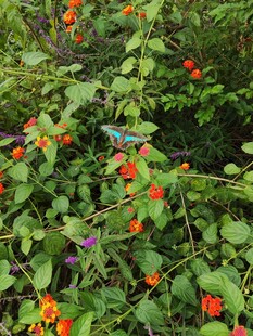 绿叶间的鲜艳红色果实