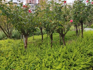 绿树繁花的清新园林景观