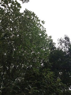 茂密树林中的绿意景致