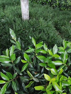 翠绿植物与树干的自然景致