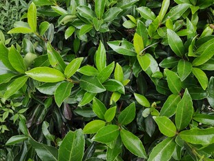 翠绿繁茂的绿植叶片