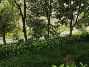 绿意盎然的户外自然景致