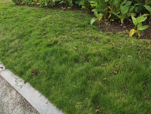 路边翠绿草坪与绿植