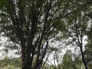 茂密树林中的高大树木