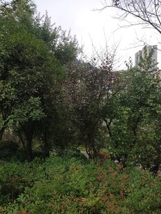 茂密山林绿意盎然