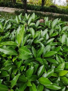 翠绿繁茂的绿植景观