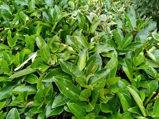 翠绿鲜嫩的绿叶植物