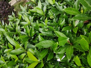 翠绿繁茂的绿植景观